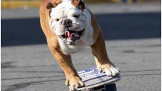 【動画】スケボーとサーフィンを完璧にマスターしたイングリッシュブルドッグがカワイイ!w